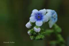 Paracaryopsis lambertiana